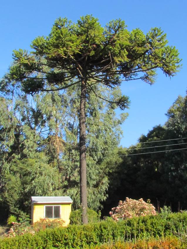 araucaria angustif